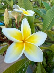 frangipani plumeria flower