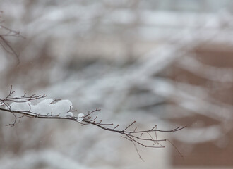 Fresh soft snow on a maple branch