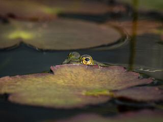 Versteckter Frosch zwischen Seerosenblättern – Tarnung in der Natu