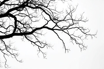 Bare tree branches on a pale white background 
