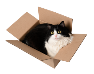 Cute black and white cat lying in cardboard box and looking up, isolated on white.