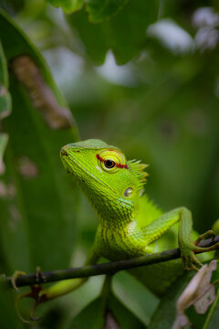 green lizard on a branch green lizard  srilanka
wild wildlife 