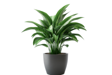 Lush indoor plant thriving in a sleek pot, radiating freshness in a bright, modern space isolated on transparent background