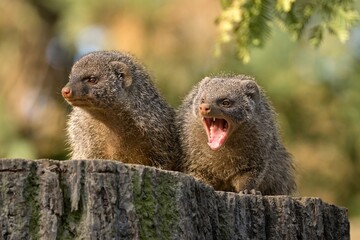 two mongooses