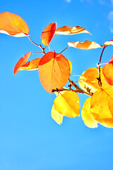 A close-up shot of colorful apricot leaves against a blue sky. Autumn.