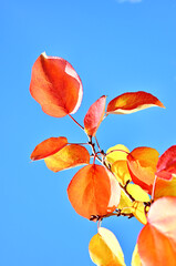 A close-up shot of colorful apricot leaves against a blue sky. Autumn.