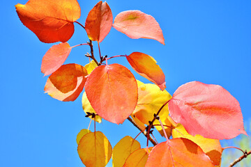 A close-up shot of colorful apricot leaves against a blue sky. Autumn.