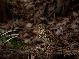 森の木陰で枯れ木に留まって周りを見渡しているトラツグミ