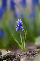 Fototapeta premium Grape hyacinth growing in a field with blurred background