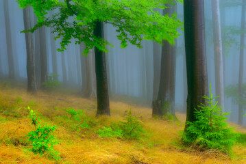 Summer forest with fog in the background