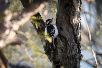 DOwny Woodpecker in Cedar Tree