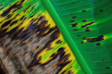 Close-up view of a banana leaf