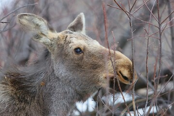 Moose