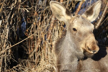 Moose