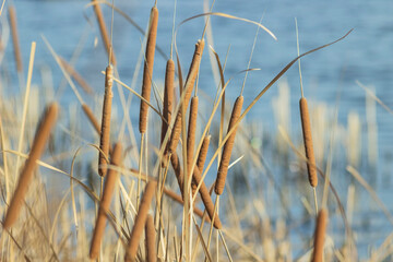 Fototapeta premium Golden reeds and cattails stand tall on the snowy riverbank in winter, gently swaying in the cold breeze. A serene nature scene capturing the beauty of frost.