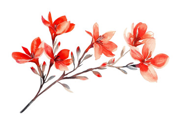 Watercolor of red flower blossoms on branch isolated on transparent background