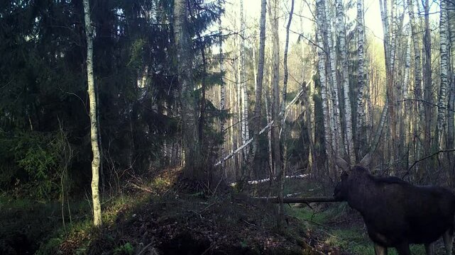 Three European moose (Alces alces) approaching the watering hole; winter, Belarus