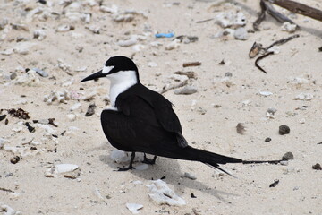 Sterne fuligineuse ou hirondelle de mer, grande barrière de corail, Australie © stphanie