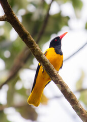 Black-hooded Oriole   
A distinctive medium-sized yellow bird with a black head and breast, black flight feathers, and a red bill. In flight, the black band towards the tail tip is visible. 