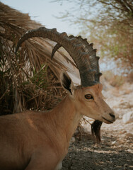 Mountain goat in Israel 