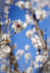 Almond tree flowers blooming against blue sky in spring