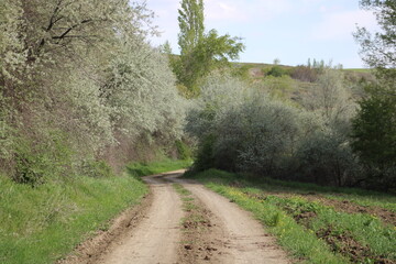 Country Road in Spring. Spring Path
