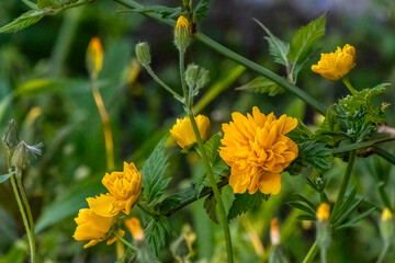 Kerria japonica, commonly known as Japanese kerria or rose or marigold is a spring yellow-flowering shrub in the rose family (Rosaceae), native to China and Japan, garden and landshaft design