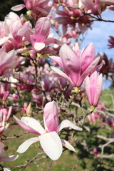 Obraz premium pink magnolia flowers
