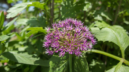 Fototapeta premium Blue or purple Allium is a large genus of monocotyledonous flowering in the family Amaryllidaceae, blooming spring and summer flower in the garden and landshaft design