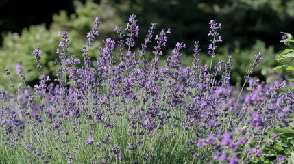 Obraz premium Stunning Lavender Field in Full Bloom - A Vibrant Garden Scene