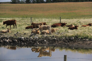 Saskatchewan Scenery Qu'Appelle Valley area