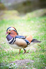 Kaczka Mandarynka © Marek Bergier