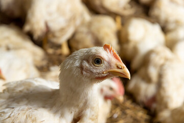 fat meat chickens in a cage  free workshop at a poultry farm in a rural area