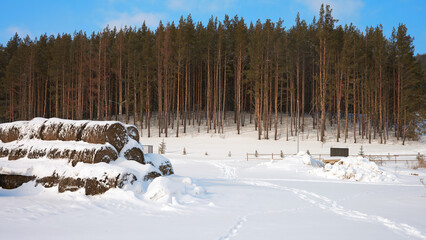 Picturesque winter landscape. A fragment of a horse farm. Snow-covered hay bales on the edge of a pine forest.