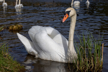 white swans who arrived in eastern Europe in the spring to raise offspring
