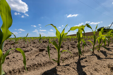 growing a new crop of sweet corn for food production