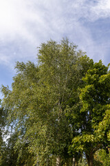 tall birches in sunny weather in early autumn