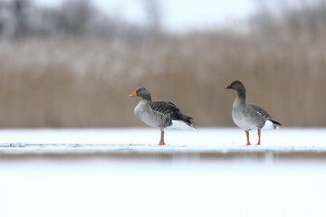 Gęś zbożowa (Anser fabalis),  © Bartosz Rakoczy