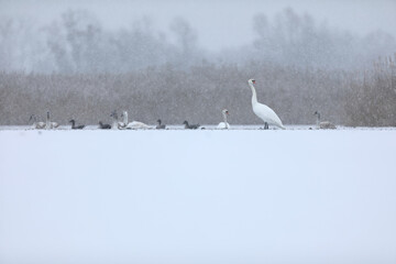 Łabędź niemy (Cygnus olor), mute swan © Bartosz Rakoczy