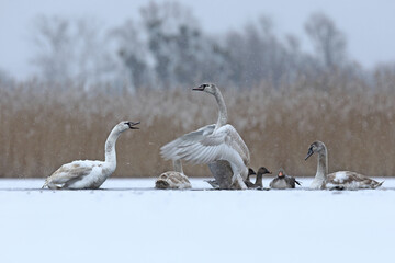Łabędź niemy (Cygnus olor), mute swan © Bartosz Rakoczy