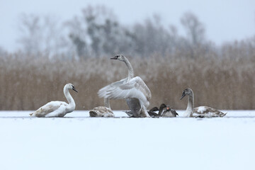 Łabędź niemy (Cygnus olor), mute swan © Bartosz Rakoczy