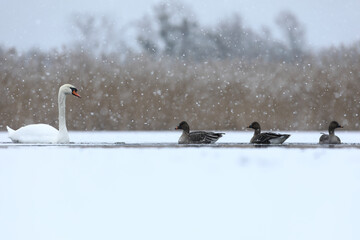Łabędź niemy (Cygnus olor), mute swan © Bartosz Rakoczy