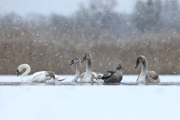Łabędź niemy (Cygnus olor), mute swan © Bartosz Rakoczy