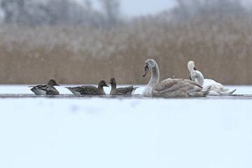 Łabędź niemy (Cygnus olor), mute swan © Bartosz Rakoczy