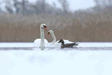 Łabędź niemy (Cygnus olor), mute swan © Bartosz Rakoczy