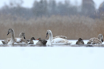 Łabędź niemy (Cygnus olor), mute swan © Bartosz Rakoczy