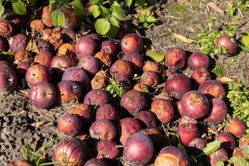 fallen rotten and wormy red apples in the orchard