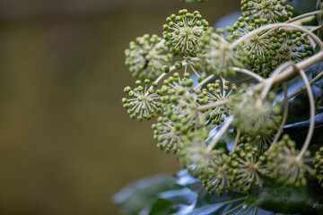 A blooming paperplant (fatsia japonica, fatsi, false castor oil plant,Japanese aralia) along a path in a nature preserve.