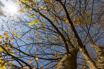 the last yellow foliage of the linden tree on the branches