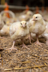 small chickens in down and feathers during cultivation at a poultry farm
